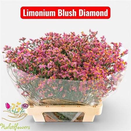 <h4>Lim Sin Blush Diamond</h4>