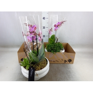 Arr.  Phalaenopsis H%