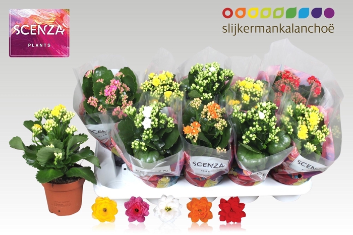 <h4>KAL GE GEM 5 KL</h4>