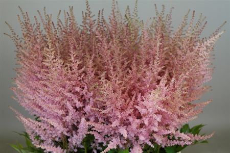 <h4>Astilbe Ar Erika</h4>