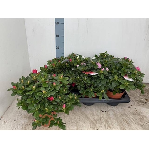 RHODO SI VOGEL GEM