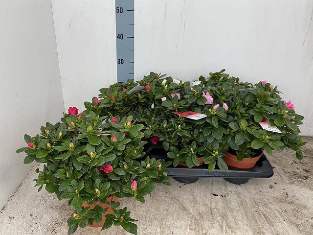 <h4>RHODO SI VOGEL GEM</h4>