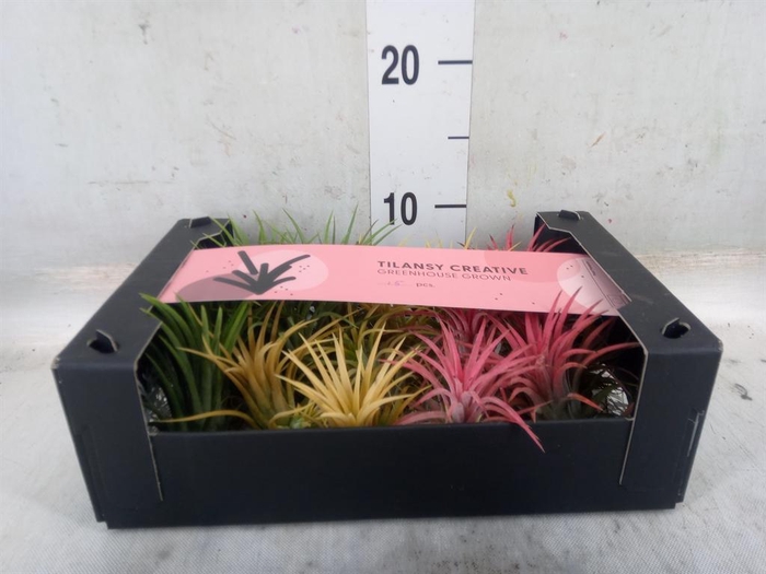 <h4>Tillandsia ionantha</h4>