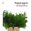 ASP UMBELLATUS