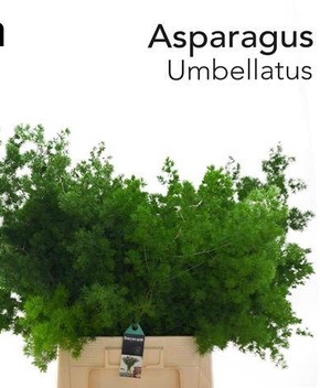 ASP UMBELLATUS