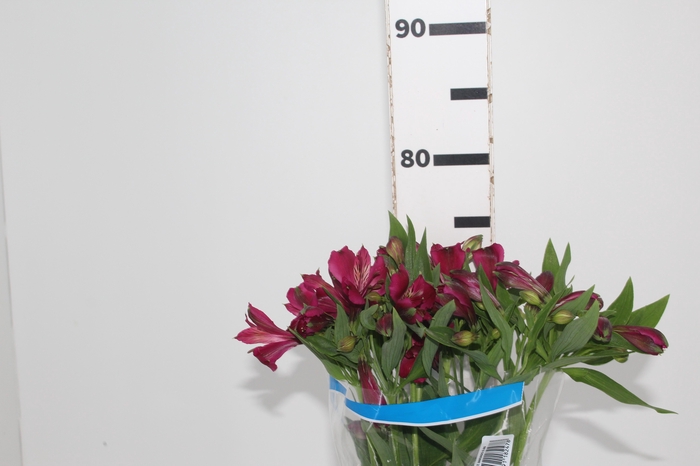 <h4>ALSTROEMERIA NAPOLI 080 CM</h4>