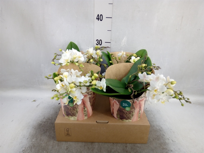 <h4>Phalaenopsis   ...white</h4>