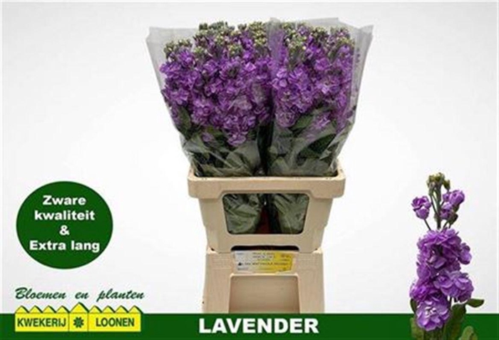 <h4>Matth Milla Lavender</h4>