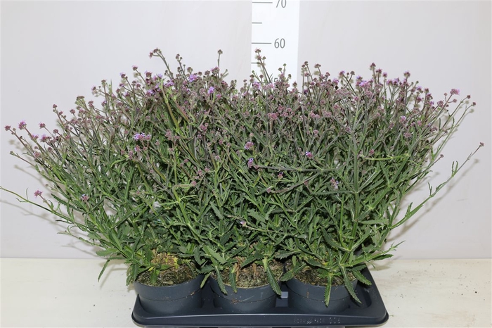 <h4>Verbena Bonariensis 'lollipop' P17</h4>