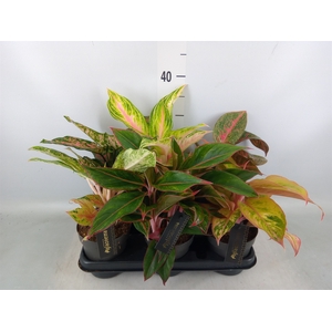 Aglaonema   ...