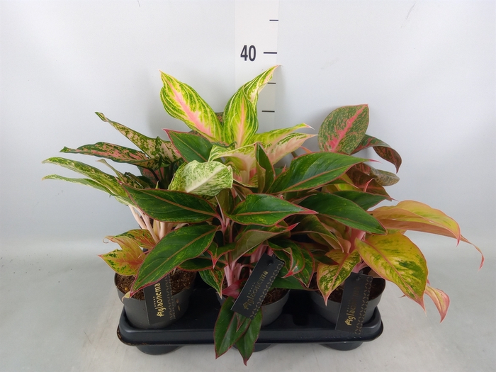 <h4>Aglaonema   ...</h4>