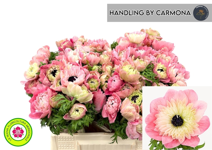 <h4>ANEM CO LEVAN ROSA</h4>