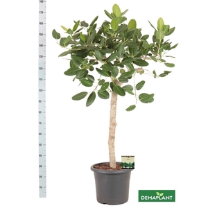 FICUS BENG AUDREY