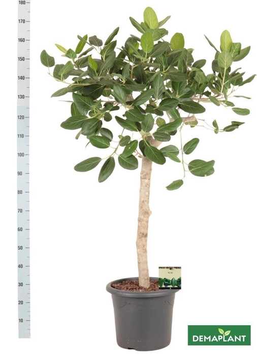 <h4>FICUS BENG AUDREY</h4>