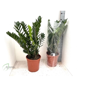 ZAMIO ZAMIIFOLIA