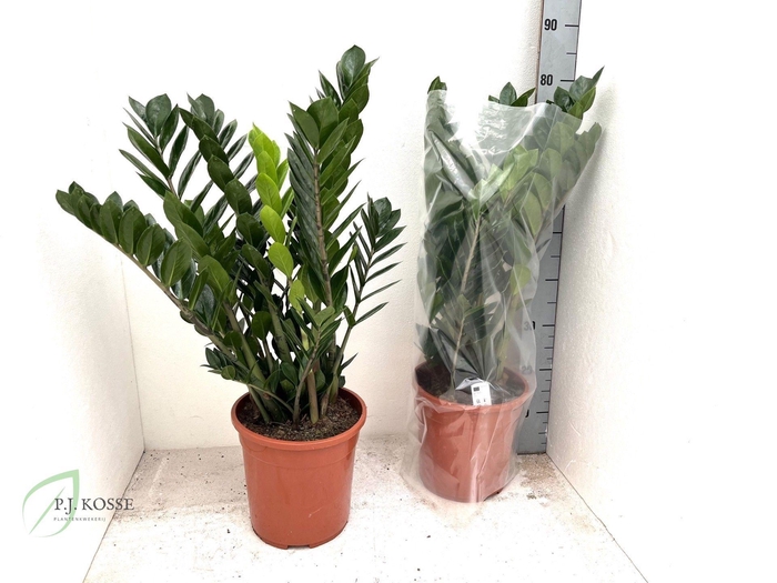 <h4>ZAMIO ZAMIIFOLIA</h4>
