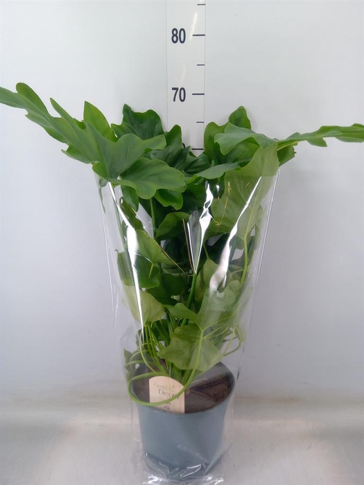 <h4>Philodendron ...</h4>