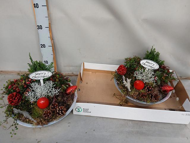 <h4>ARR TUINPLANTEN</h4>