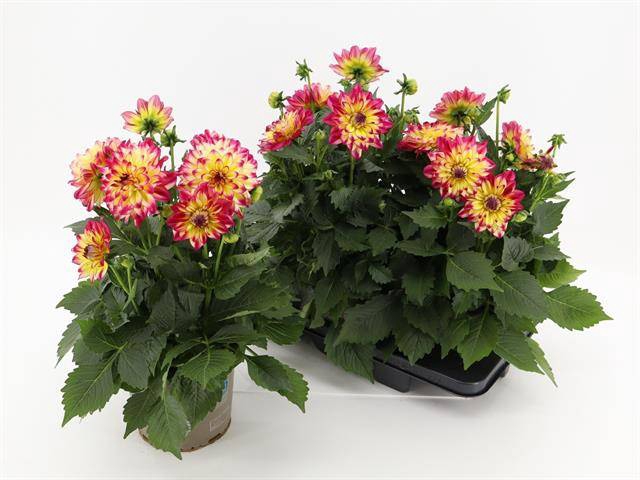 <h4>Dahlia Labella Maggiore Fun Pomegranate</h4>
