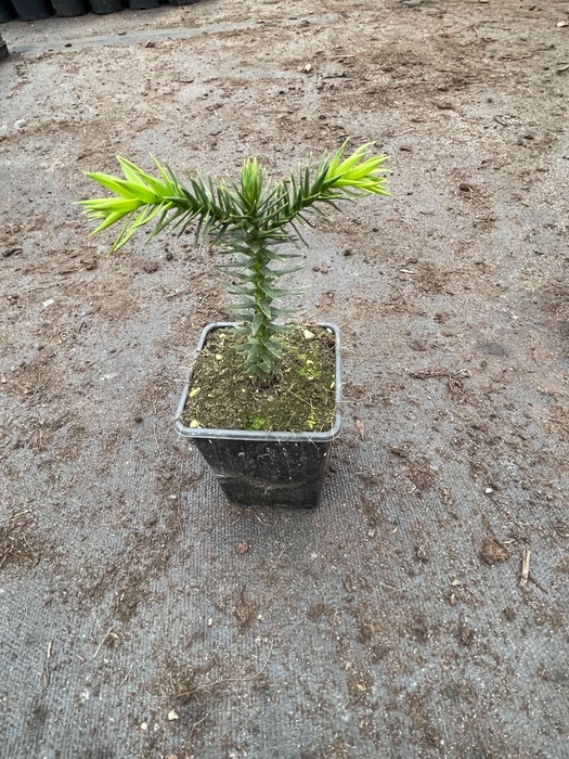 <h4>Araucaria araucana</h4>