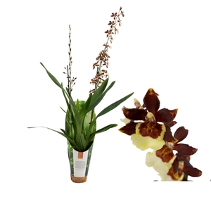 Inca Cambria Pacific Twilight 2 spike XL 9cm luxury jungle cover