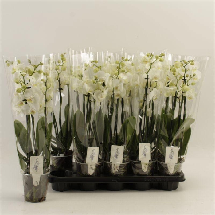 <h4>PHAL OV WIT</h4>