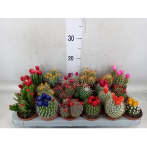 Cactus   ...decorated