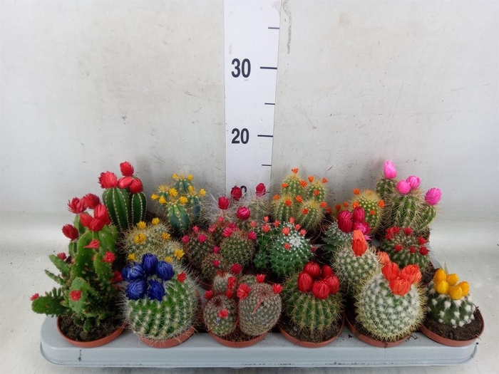<h4>Cactus   ...decorated</h4>