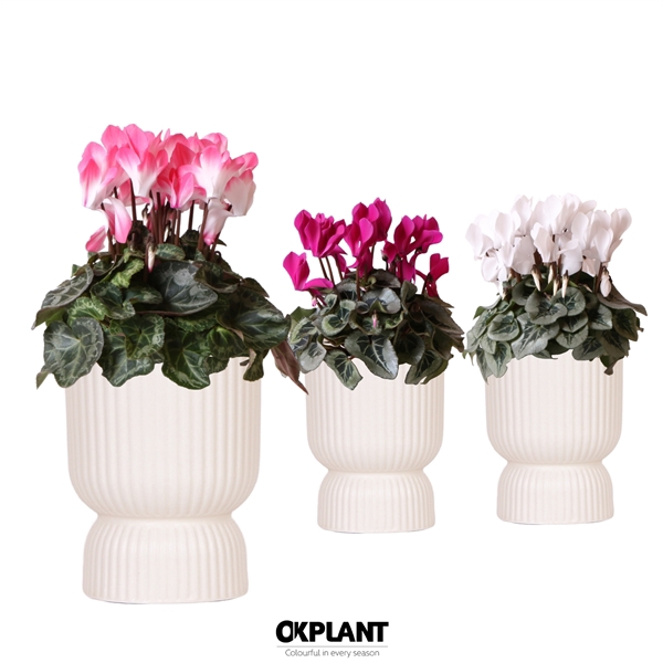 <h4>Cyclamen mix in Diabolo pot travertine</h4>