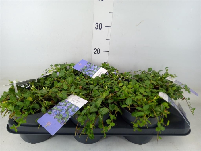 <h4>Vinca minor</h4>