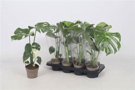 <h4>** Monstera Thai Constellation Bont * Autumn Promo</h4>