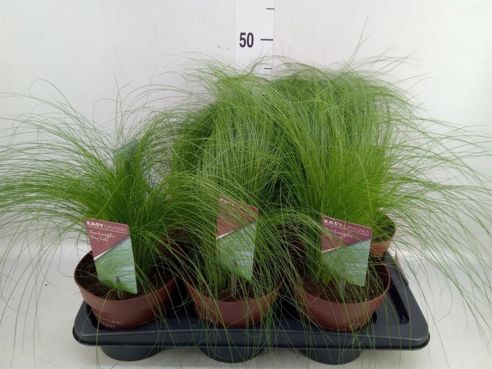 <h4>Stipa tenuifolia</h4>