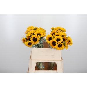 Helian An Orange Fir