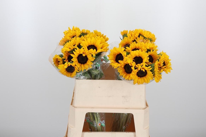 <h4>Helian An Orange Fir</h4>