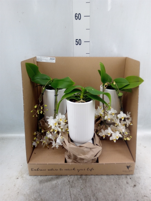 <h4>Phalaenopsis multi.   ...white</h4>