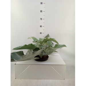 Kalanchoe NF beharensis