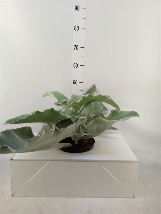 <h4>Kalanchoe NF beharensis</h4>