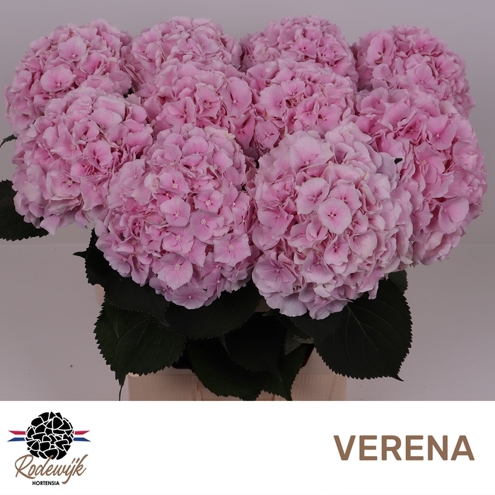 <h4>HYDR M CH VERENA</h4>
