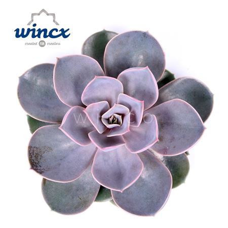 Echeveria Pearl Von Neurenberg Cutflower Wincx-12c