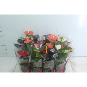 ANTHURIUM VARIADO P09