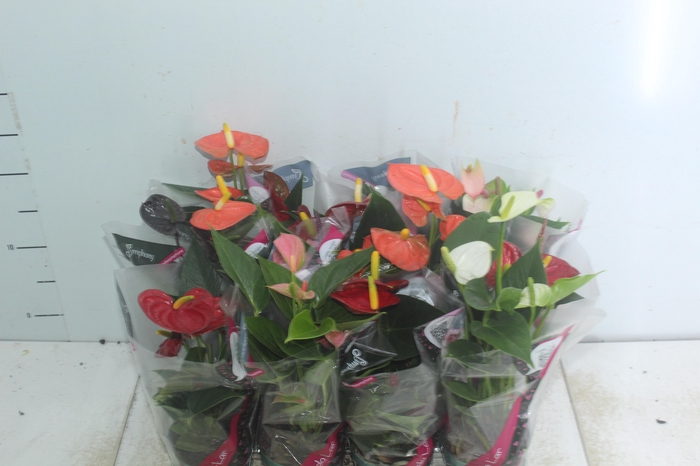 <h4>ANTHURIUM VARIADO P09</h4>