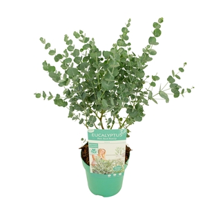 Eucalyptus gunnii 'Azura'®