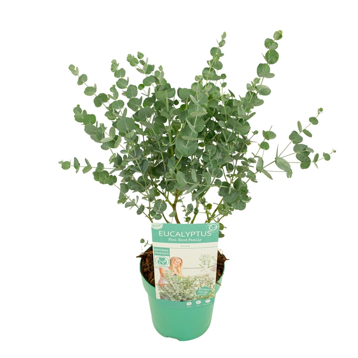 <h4>Eucalyptus gunnii 'Azura'®</h4>