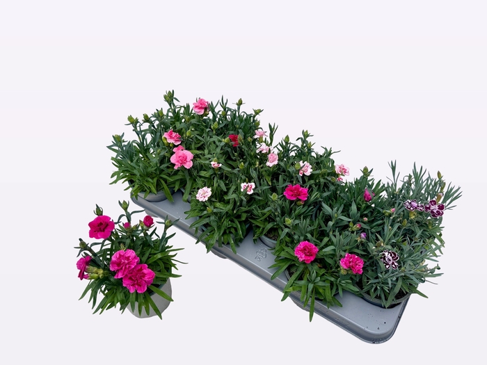 <h4>DIAN OSC GEM</h4>