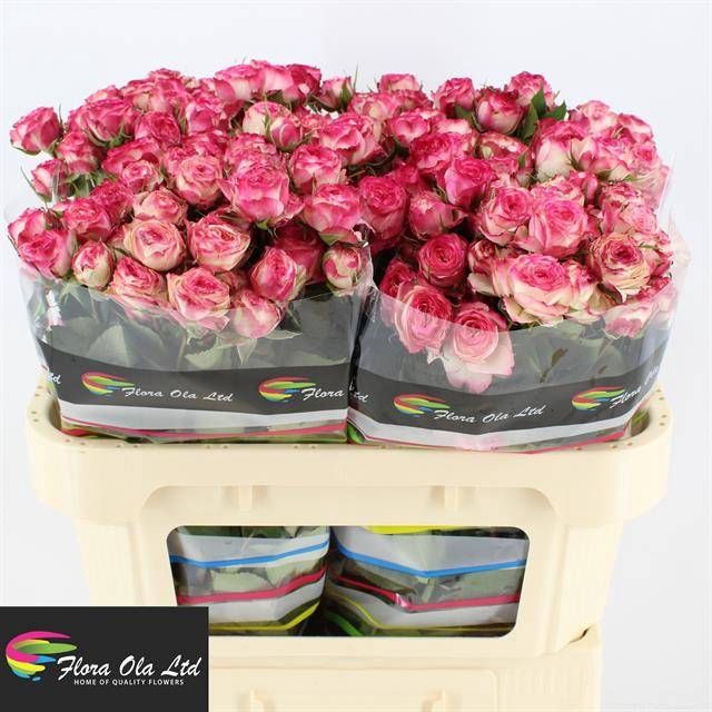 <h4>R Tr EyeOpener Flora Ola</h4>