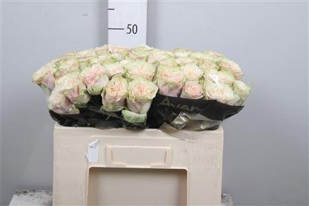 <h4>R Gr Country Secret</h4>