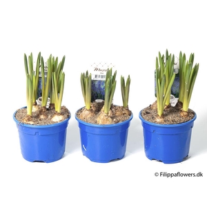 MUSCARI ARMENIACUM