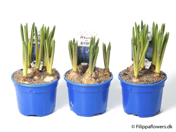 <h4>MUSCARI ARMENIACUM</h4>