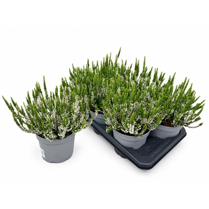 CALLU WIBOS WEISS