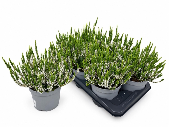 <h4>CALLU WIBOS WEISS</h4>
